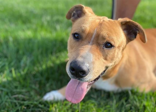 adoptable Dog in Charlotte, NC named TOMMY