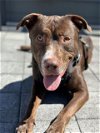 adoptable Dog in charlotte, NC named PRESTON