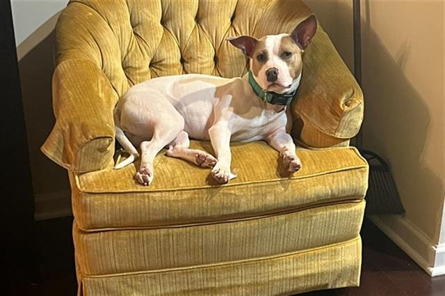 adoptable Dog in Charlotte, NC named DANI