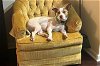 adoptable Dog in charlotte, NC named DANI