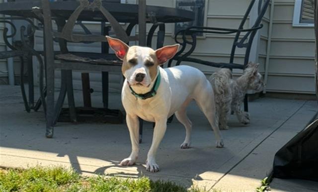 adoptable Dog in Charlotte, NC named DANI