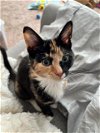 adoptable Cat in charlotte, NC named CARRIE