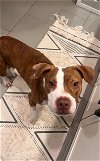 adoptable Dog in charlotte, NC named STAMP
