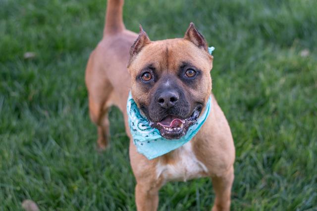 adoptable Dog in Charlotte, NC named HERBERT