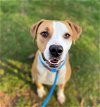adoptable Dog in charlotte, NC named FINCH