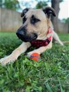 adoptable Dog in charlotte, NC named BOBBY