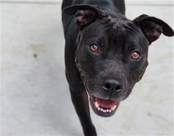 adoptable Dog in Charlotte, NC named RAVEN