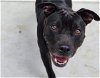 adoptable Dog in charlotte, NC named RAVEN