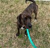 adoptable Dog in charlotte, NC named PANCAKE