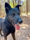 adoptable Dog in charlotte, NC named TEDDY