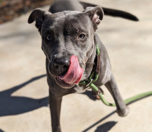 adoptable Dog in Charlotte, NC named STERLING