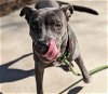 adoptable Dog in charlotte, NC named STERLING