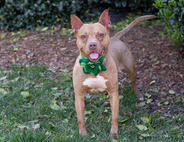 adoptable Dog in Charlotte, NC named KELLY