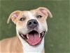 adoptable Dog in charlotte, NC named BUSTER