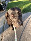 adoptable Dog in charlotte, NC named COALIE
