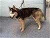 adoptable Dog in charlotte, NC named ZEKE