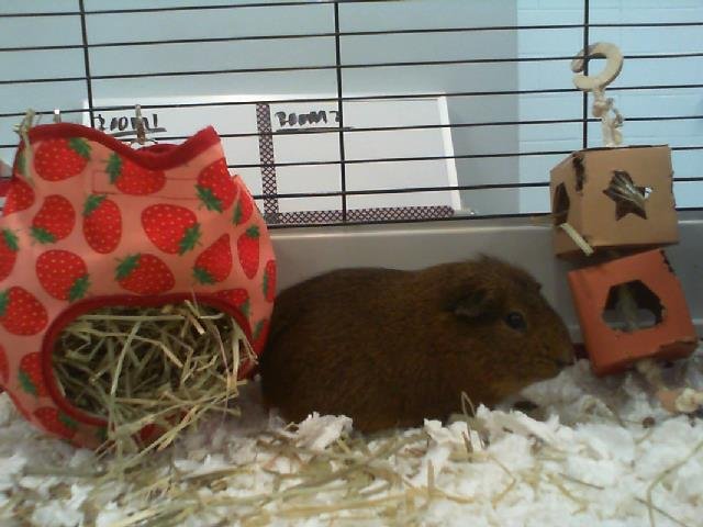 adoptable Guinea Pig in Charlotte, NC named BROWNIE