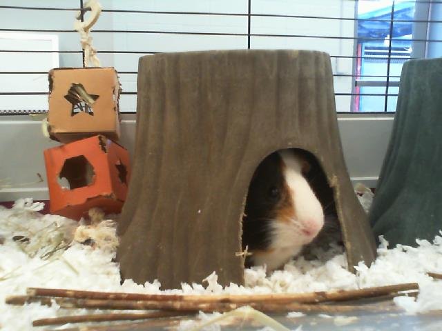 adoptable Guinea Pig in Charlotte, NC named GUNTHER