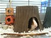 adoptable Guinea Pig in  named GUNTHER