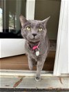 adoptable Cat in charlotte, nc, NC named BADABOOM