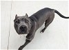 adoptable Dog in charlotte, NC named BETTY BLUE