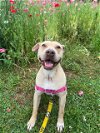 adoptable Dog in charlotte, NC named MAYA