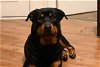 adoptable Dog in charlotte, nc, NC named ASPEN