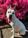 adoptable Dog in charlotte, NC named EVA