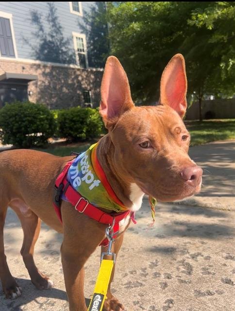 adoptable Dog in Charlotte, NC named YODA