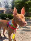 adoptable Dog in charlotte, NC named YODA