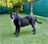 adoptable Dog in charlotte, nc, NC named ACE