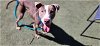 adoptable Dog in charlotte, NC named DEWEY