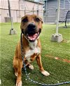 adoptable Dog in charlotte, NC named PAXTON