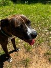 adoptable Dog in charlotte, NC named BELLA