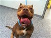 adoptable Dog in charlotte, NC named MELIODAS
