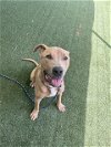 adoptable Dog in charlotte, NC named BMW M5