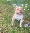 adoptable Dog in charlotte, NC named MARTY