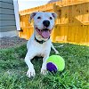 adoptable Dog in  named GENEVIEVE