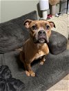 adoptable Dog in charlotte, NC named PATTIE