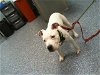 adoptable Dog in charlotte, NC named CAMARO ZL1
