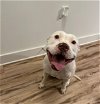 adoptable Dog in charlotte, NC named BROOKE