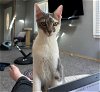 adoptable Cat in charlotte, NC named STILTS