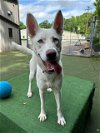 adoptable Dog in charlotte, NC named FROSTY
