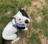 adoptable Dog in charlotte, NC named PLUTO