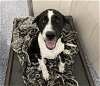 adoptable Dog in charlotte, NC named DOMINO