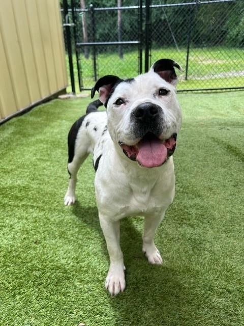 adoptable Dog in Charlotte, NC named DAKOTA