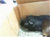 adoptable Guinea Pig in charlotte, NC named BONES