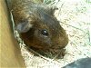 adoptable Guinea Pig in charlotte, NC named POOKA