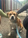 adoptable Dog in charlotte, NC named TOPH