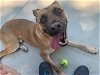 adoptable Dog in charlotte, NC named PRINCE